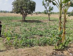 Polsek Panceng Laksanakan Pengecekan Tanaman Kacang Hijau Dukung Program Ketahanan Pangan