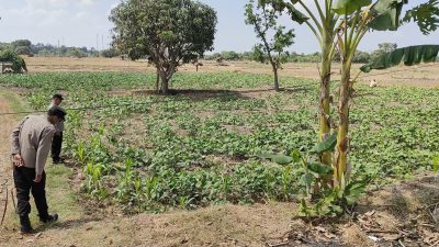 Polsek Panceng Laksanakan Pengecekan Tanaman Kacang Hijau Dukung Program Ketahanan Pangan