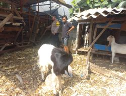 Polsek Cerme Cek Ternak Kambing, Dukung Program Ketahanan Pangan