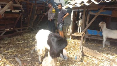 Polsek Cerme Cek Ternak Kambing, Dukung Program Ketahanan Pangan