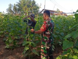 Bukan Sekadar Mendampingi, Babinsa Proppo Ikut Rawat Tanaman Mentimun 