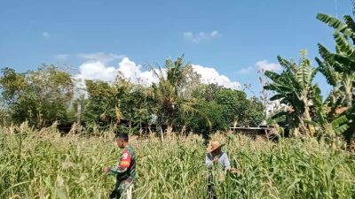 Rawat Jagung Bersama, Babinsa Pademawu Perkuat Kedekatan dengan Warga