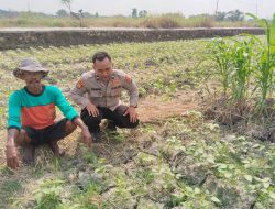 Polsek Benjeng Laksanakan Pengecekan Tanaman Kacang Hijau Dukung Program Ketahanan Pangan