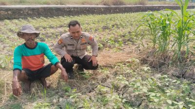 Polsek Benjeng Laksanakan Pengecekan Tanaman Kacang Hijau Dukung Program Ketahanan Pangan