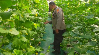 Polsek Dukun Cek Tanaman Melon, Dukung Ketahanan Pangan di Gresik