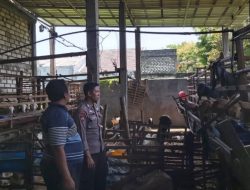 Pengecekan Ternak Kambing di Desa Bungah Dukung Program Ketahanan Pangan