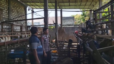 Pengecekan Ternak Kambing di Desa Bungah Dukung Program Ketahanan Pangan