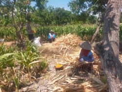 Polsek Manyar Cek Tanaman Jagung di Desa Pongangan Dukung Ketahanan Pangan