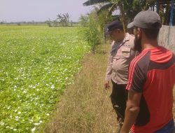 Pengecekan Tanaman Kangkung di Desa Karangsemanding Dukung Ketahanan Pangan