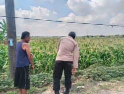 Polsek Benjeng Cek Tanaman Jagung, Dukung Program Ketahanan Pangan