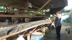 Polsek Dukun Cek Ternak Kambing di Desa Mentaras, Dukung Program Ketahanan Pangan