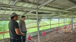 Polsek Cerme Cek Ternak Ayam, Dukung Program Ketahanan Pangan