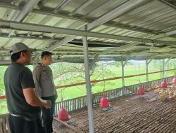 Polsek Cerme Cek Ternak Ayam, Dukung Program Ketahanan Pangan