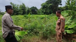 Polsek Bungah Cek Tanaman Pisang dan Singkong, Dukung Program Ketahanan Pangan